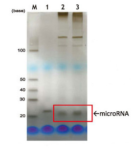 MagCapture™ microRNA分离试剂盒系列                              MagCapture™ microRNA Isolation Kit 系列