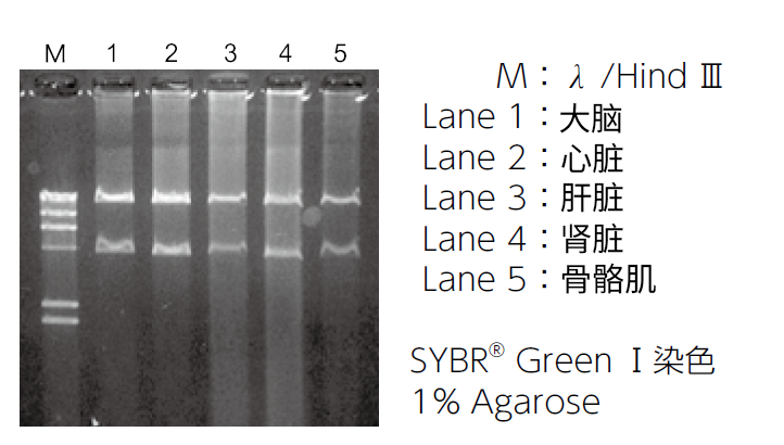 0716703845974677.png mtDNA Extractor® CT Kit 提取组织 · 细胞 · 复合饲料中的线粒体DNA