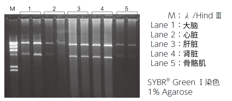 0716703846524338.png mtDNA Extractor® CT Kit 提取组织 · 细胞 · 复合饲料中的线粒体DNA