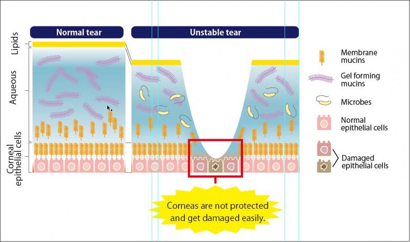 泪液粘蛋白检测试剂盒                              Tear Mucin Assay kit