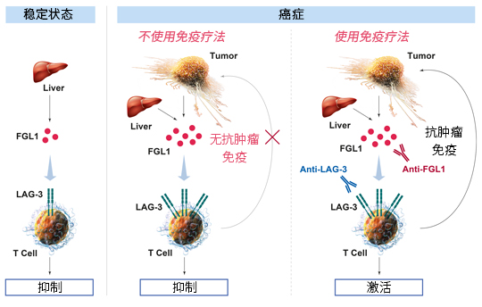FGL1 – 一种新型的癌症预后生物标记物