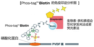 通用型磷酸化“一抗”：Phos-tag™ 生物素BTL-105