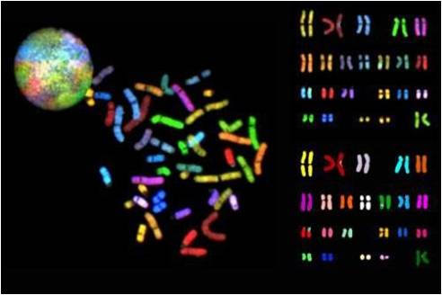 FISH技术：肿瘤科学的新地标