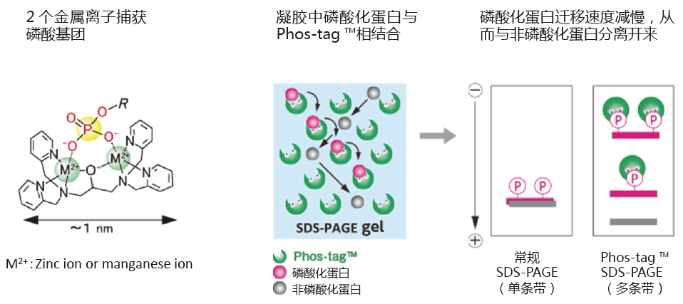 SuperSep Phos-tag™ 蛋白磷酸化预制胶-【本活动已结束】