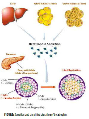 Betatrophin——新型胰岛素激素