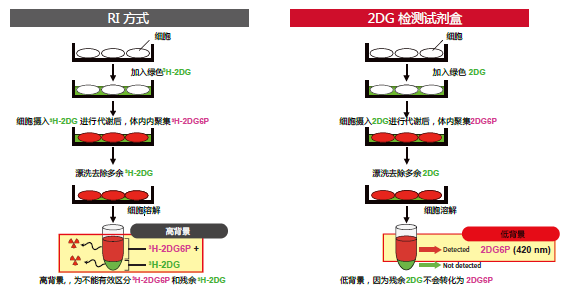 2- 脱氧葡萄糖（2DG）摄入检测试剂盒