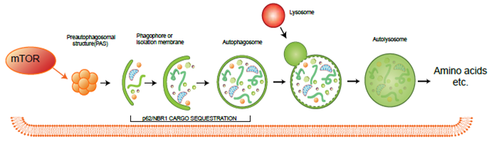 细胞自噬研究
