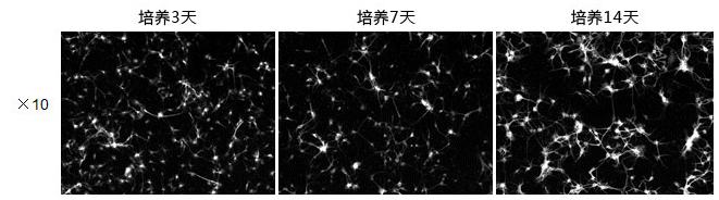 神经细胞培养基&不含动物源胰蛋白酶-EDTA溶液（无酚红）AF