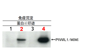 microRNA和piRNA研究