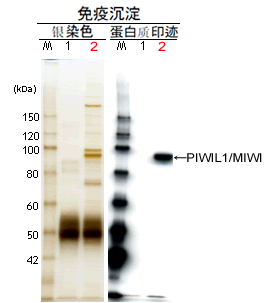 0514519737603826.png microRNA和piRNA研究