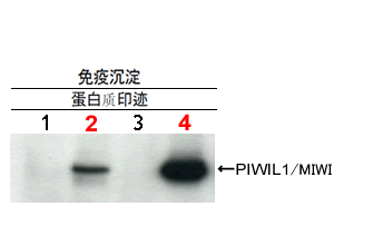 0514519737317105.png microRNA和piRNA研究