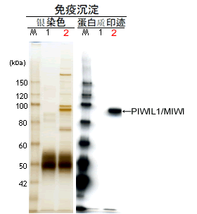 microRNA和piRNA研究