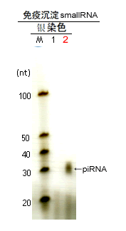 microRNA和piRNA研究
