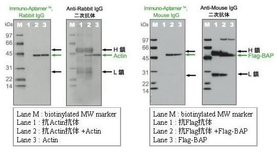 Wako免疫沉淀后用免疫印迹清晰检测出目标蛋白质Immuno-Aptamer™ 系列