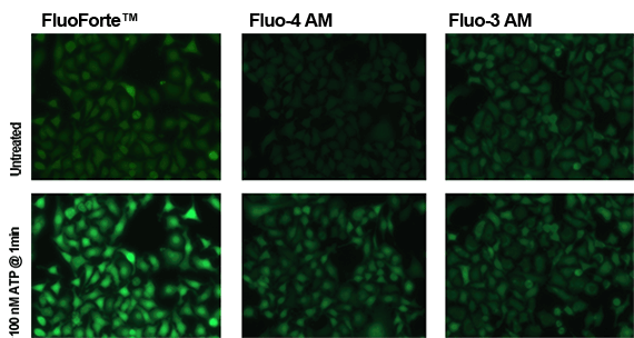 Enzo荧光Ca2+指示剂FluoForteTM CALCIUM ASSAY KIT