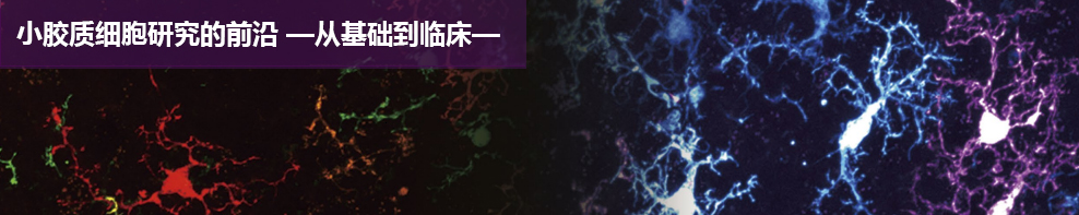 第六回 小胶质细胞-星形胶质细胞相互关联控制脑卒中