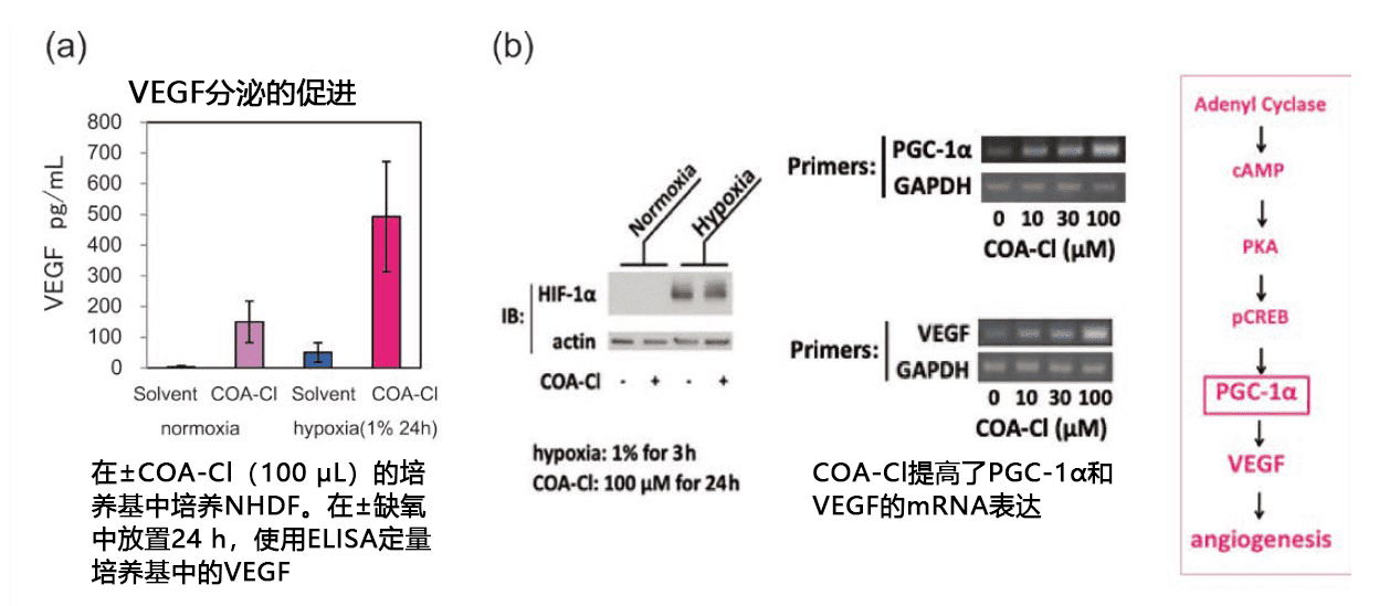 新型核酸衍生物COA-Cl的生物活性