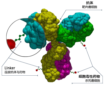 抗体药物偶联物知多少