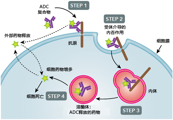 抗体药物偶联物知多少