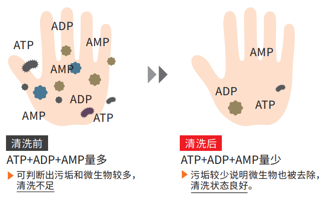 利用ATP荧光检测进行手部卫生教育
