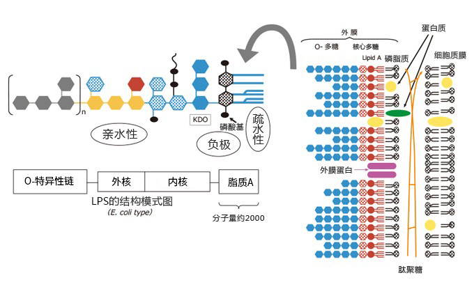 内毒素检测的基础知识