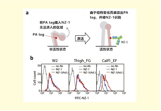 从晶体结构来解读PA tag系统的原理及其在蛋白质环区的插入