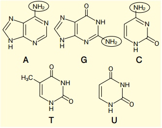 寡核苷酸合成中的官能团保护及脱保护