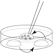 小鼠生殖工程学技术——10复苏玻璃化冷冻后的胚胎的步骤